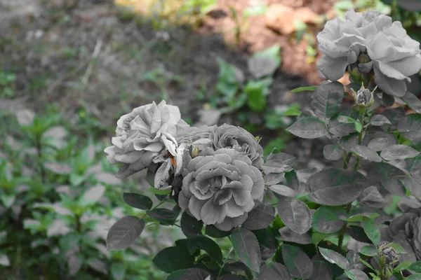 Graue Blätter Und Rosenblüten Mit Grünem Natürlichem Boden — Stockfoto