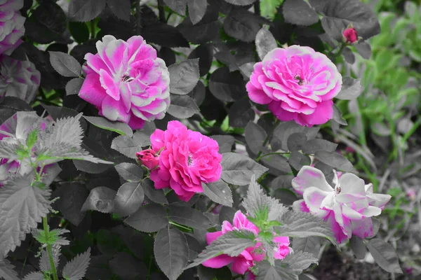 Rosa Rosenblüten Mit Grau Grünen Rosenblättern Und Jungen Brennnesseln — Stockfoto