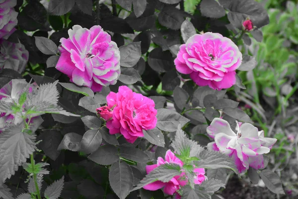 Rosa Flores Rosa Con Hojas Rosa Gris Verde Ortiga Joven —  Fotos de Stock