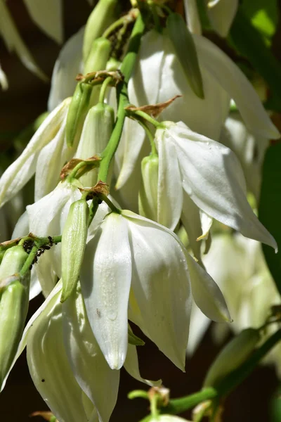 Белые Лепестки Крошечных Гиацинтовых Цветов — стоковое фото