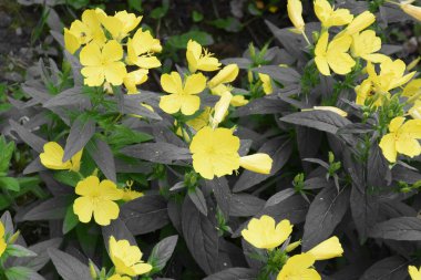 Süslü bahçe, yeşil yapraklı küçük sarı çiçekler.