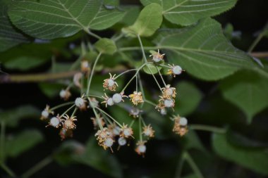 Kurumuş taç yapraklı ıhlamur çiçekleri. Arkaplanda bulanık yapraklar
