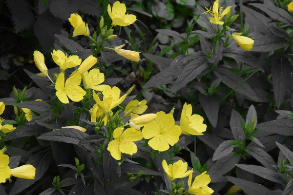 Pequeñas Flores Amarillas Con Hojas Grises Densas — Foto de Stock
