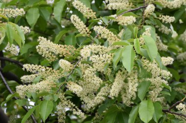Akasya, yaprakları ve çiçekleri olan bir ağaç.