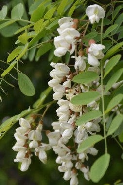 Arkaplanı bulanık beyaz akasya çiçekleri.