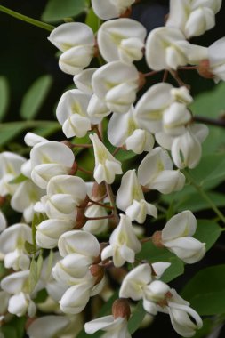 Akasya çiçeği yaprakları bulanık yeşil yapraklarla kaplanır.