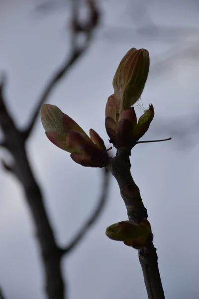 Buds Branch Leaves — Fotografia de Stock