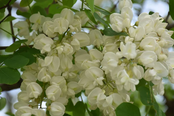 Lovely White Acacia Petals Large Group Green Leaves — стоковое фото