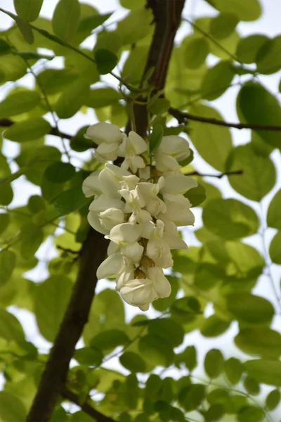 Acacia Flower Hangs Branch Green Leaves Background — стоковое фото