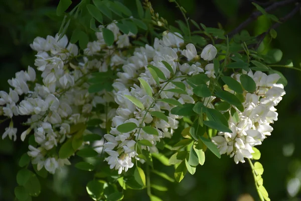 White Acacia Blossoms Oblong Green Leaves Blurred Background — Stock Photo, Image