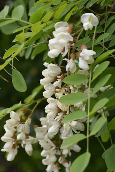 Gorgeous Acacia Flowers Tree Canopy — стоковое фото