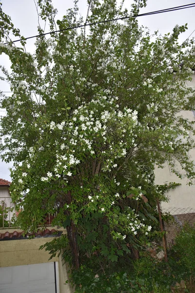 Tree White Flowers Green Leaves Next Fence — Stock Photo, Image