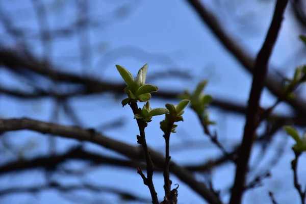 Printemps Jeunes Feuilles Sur Jeune Rameau Gris Fond Flou Naturel — Photo