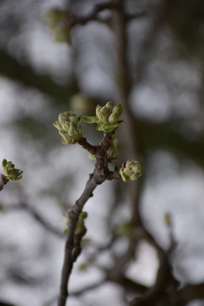 Spring Young Buds Young Gray Twig Blurred Background — Stock Photo, Image