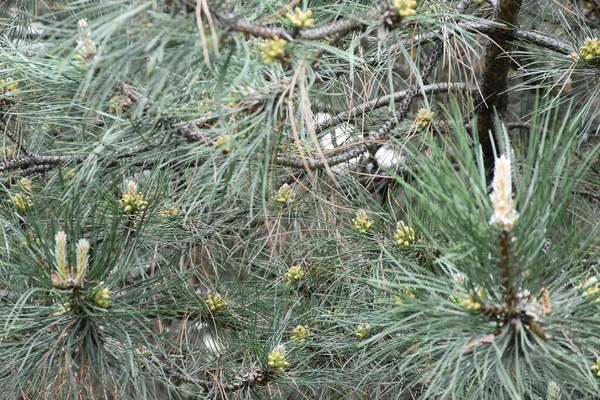 Twigs Needles Immature Pine Cones — Stock Photo, Image