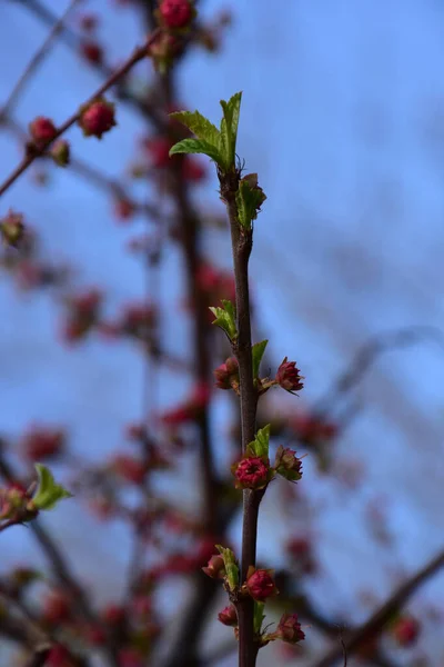 Rote Knospen Jungen Zweigen Verschwommener Hintergrund — Stockfoto