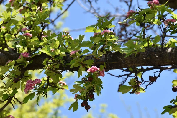 Fleurs Roses Feuilles Vertes Fruits Aubépine Sur Une Vieille Branche — Photo