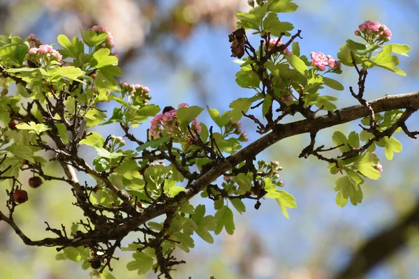 Fleurs Feuilles Fruits Flétris Aubépine Sur Des Branches Minces Épaisses — Photo