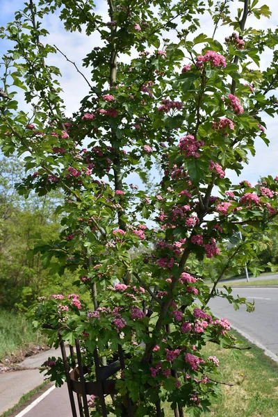 Парке Рядом Дорогой Растет Боярышник Розовыми Цветами Молодыми Листьями — стоковое фото