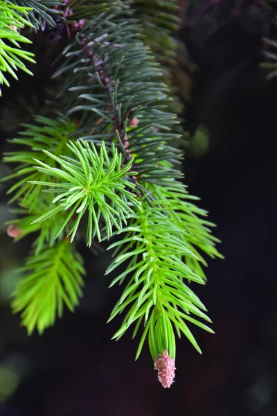 嫩绿的老冷杉针尖在细枝上 模糊的背景 — 图库照片