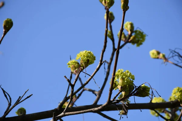 Vårgula Blommor Med Små Kronblad Tunna Kvistar — Stockfoto