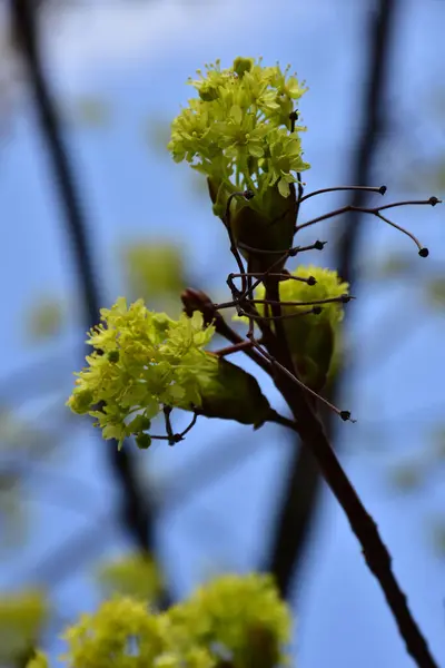 Fleurs Jaunes Printanières Sur Fines Brindilles Bleu Fond Naturel Flou — Photo