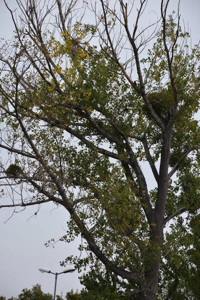 Tall Autumn Tree Fallen Leaves Nests Branches — Fotografie, imagine de stoc
