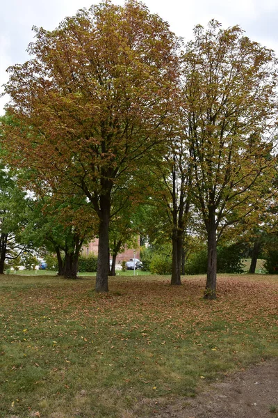 Tall Trees Park Which Faded Leaves Fall Grass — ストック写真