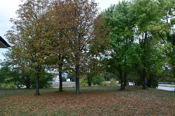 Autumn Park Few Trees Withered Fallen Leaves Few Trees Green — Stockfoto