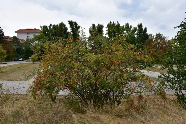 Sweetbrier Ornamental Shrub Withered Grass Next Parking Lot — 스톡 사진