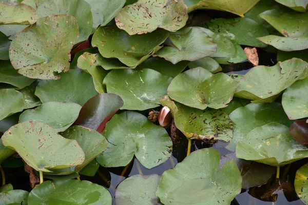 Green Shiny Moist Lotus Leaves Surface Clear Water — 스톡 사진