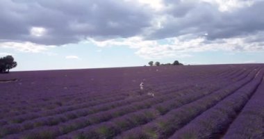 Tourist girl exploring the scenic nature of Provence France July 2021. Aerial