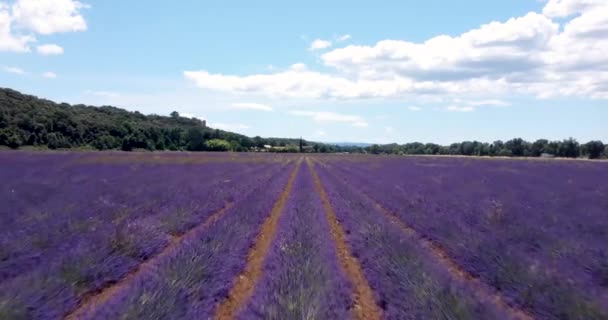 4k 2021年7月法国普罗旺斯薰衣草花的空中景观 — 图库视频影像