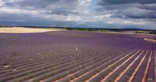 Tourist girl exploring the scenic nature of Provence France July 2021. Aerial — Stock videók