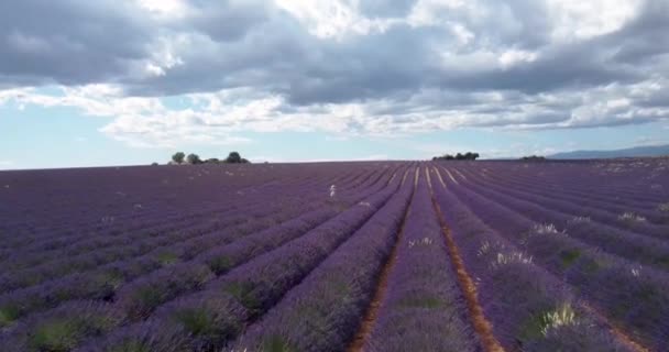 Tourist girl exploring the scenic nature of Provence France July 2021. Aerial — Wideo stockowe