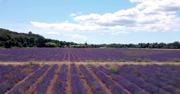 4k Luftfoto af lavendel Blomst i Frankrig Provence juli 2021 Mavic mini 2 – Stock-video