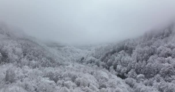 Drone shot van een prachtige winter mistige omgeving. Hoge dennenbomen bedekt met sneeuw. Lege weg — Stockvideo