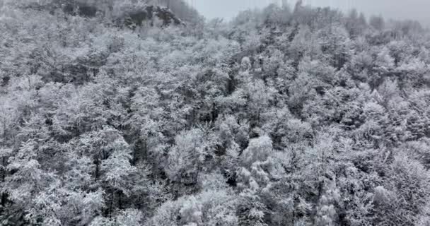 Снимок беспилотника с красивым зимним туманным пейзажем. Высокие ели, покрытые снегом — стоковое видео