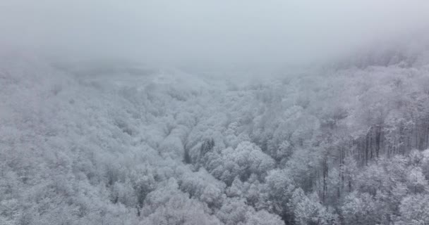 Dron záběr krásné zimní mlhavé scenérie. Vysoké jedle pokryté sněhem — Stock video