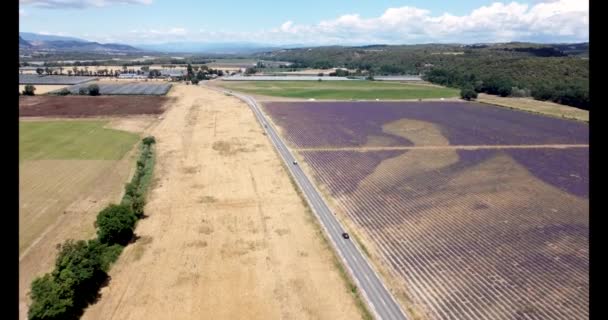 4k Luchtfoto van Lavendelbloemenveld in Frankrijk Provence juli 2021 mini 2 — Stockvideo