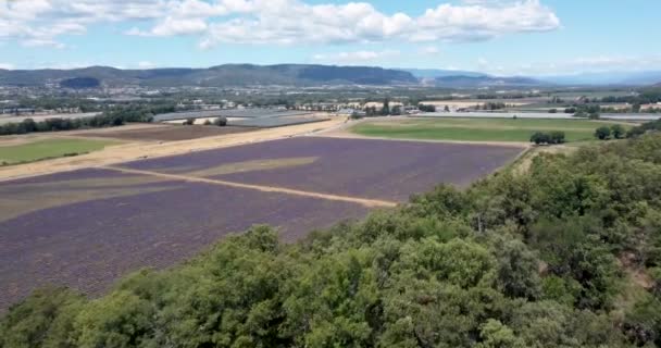 4k Flygfoto av lavendel blomma i Frankrike Provence juli 2021 Mavic mini 2 — Stockvideo