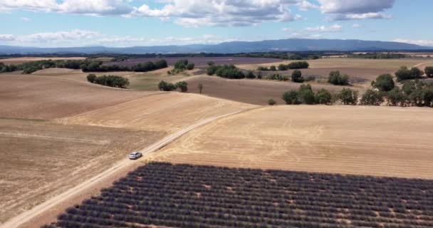 4k Vista aérea del campo de flores de lavanda en Francia Provenza julio 2021 mini 2 — Vídeos de Stock