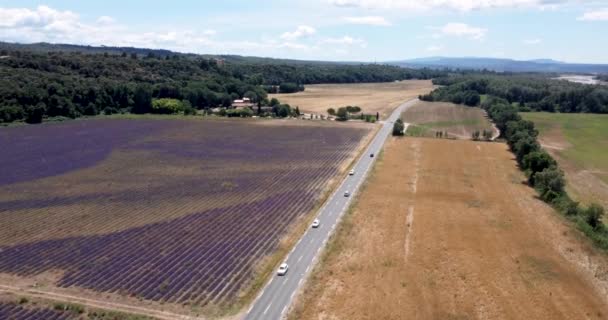 4k Vista aérea del campo de flores de lavanda en Francia Provenza julio 2021 mini 2 — Vídeos de Stock