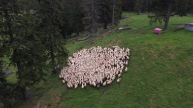 Soft high angles shot recorded with a drone of a large herd of sheeps 