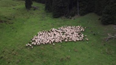 Uzak yamaçlardaki otlaklarda beyaz koyun sürüsü, tarımsal hava aracı görüntüsü.