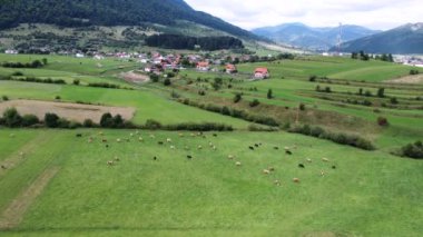 Köyün ve dağın yakınındaki yeşil bir çayırda ineklerin hava manzarası.