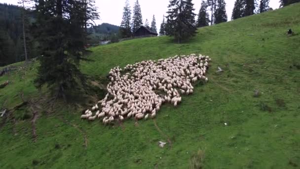 Aerial drone shot fying over a flock of sheep, in endless stepps landscape — Vídeos de Stock
