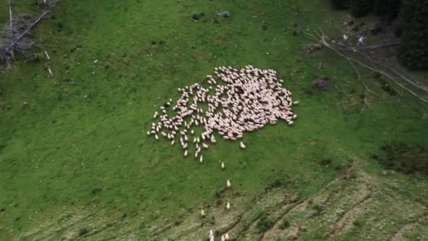 Free-range Flock of Sheep on a Mountain in Romania Aerial view of herding sheep — Stock video