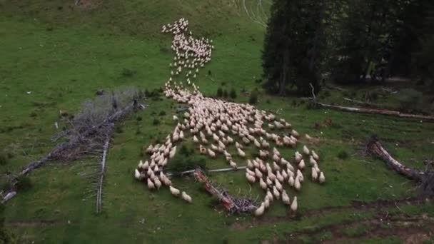 A flock of sheep moving foward on the grassland pasture in the mountains Romania — Video