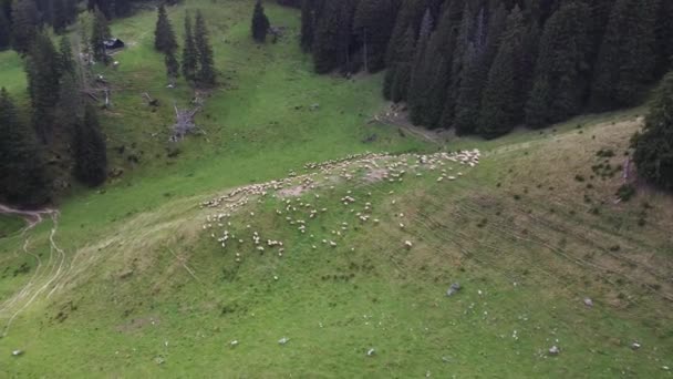 羊や子羊の群れの空中ビュー。羊が山の中で食べている — ストック動画